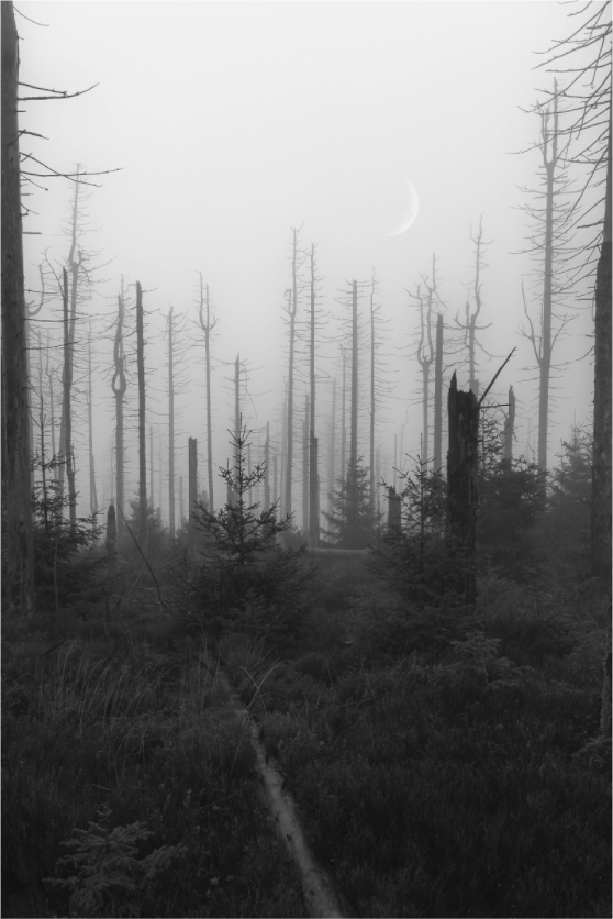 Main image Echoes of the Lost Forest