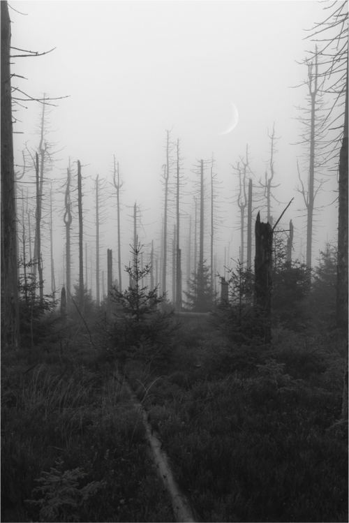 Main image Echoes of the Lost Forest