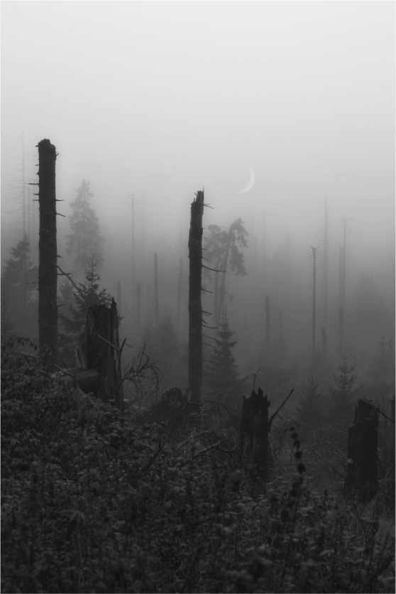 Main image Silent Remnants