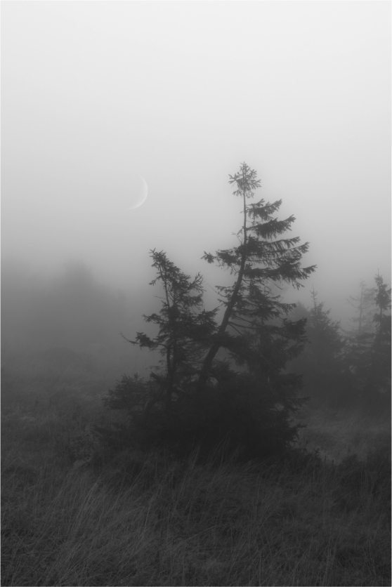 Main image Bent by Silence