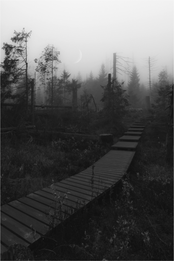 Main image Into the Forgotten