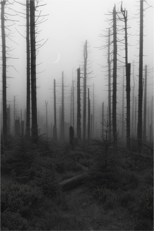 Main image Ghost Forest
